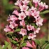 Weigela florida 'Pink Poppet' - Rózsalonc